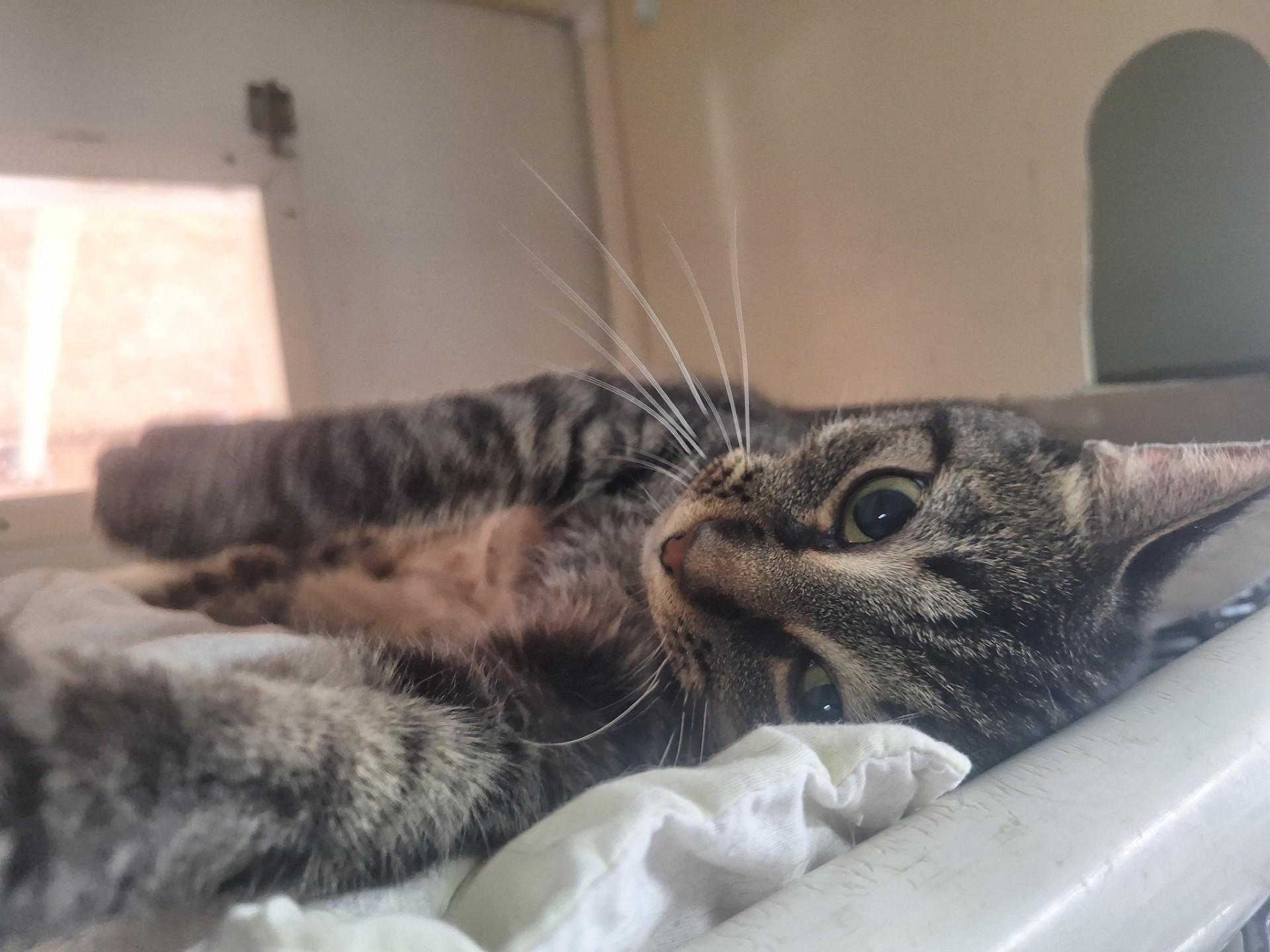 Angel, ADOPTABLE, Adult Female Domestic Short Hair.