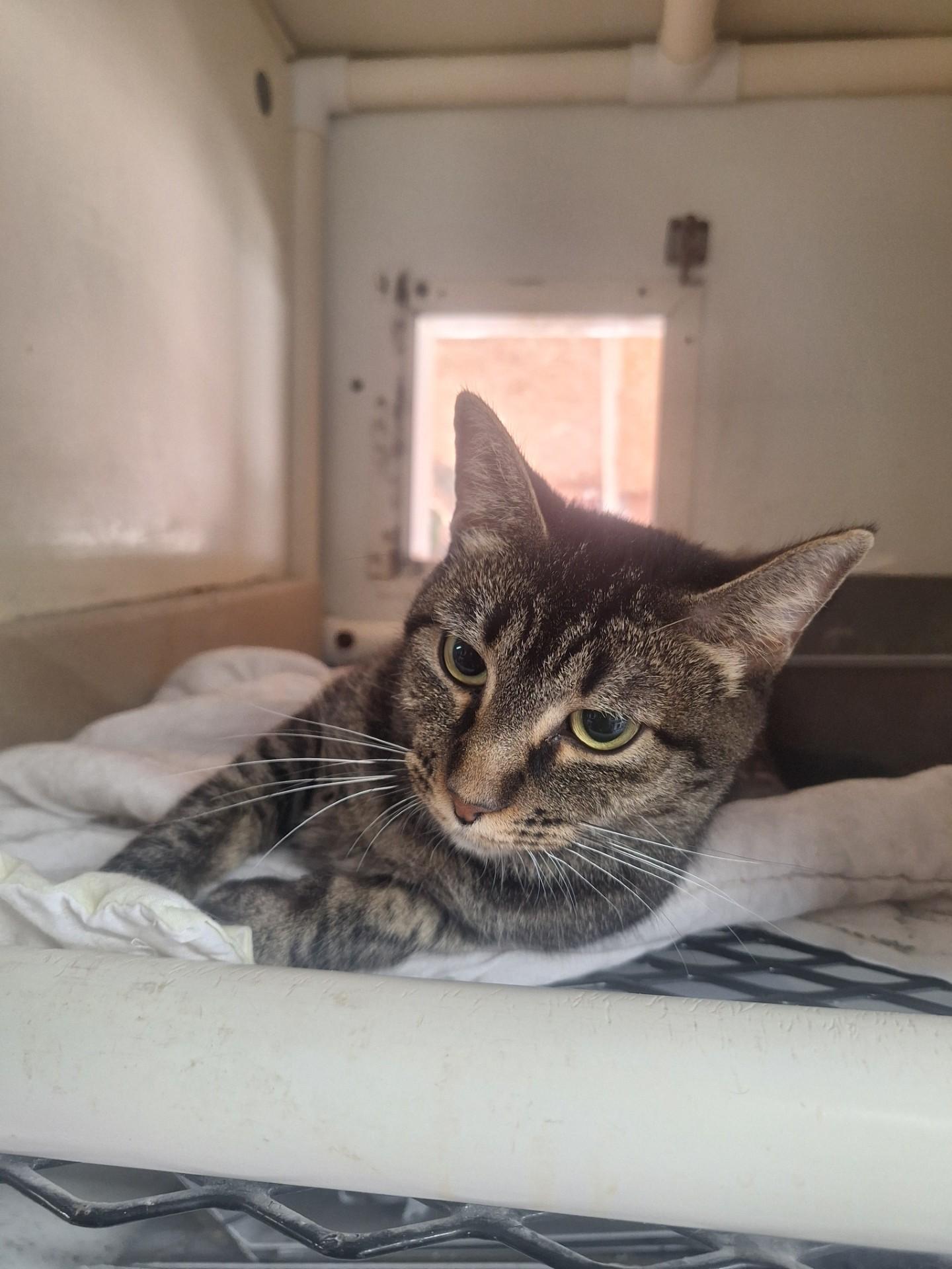 Angel, a ADOPTABLE Domestic Short Hair in Chappell, NE image 3/3