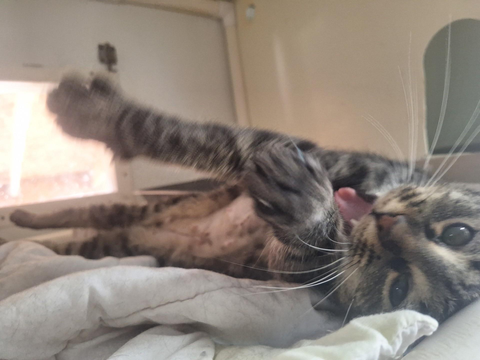 Angel, a ADOPTABLE Domestic Short Hair in Chappell, NE image 2/3