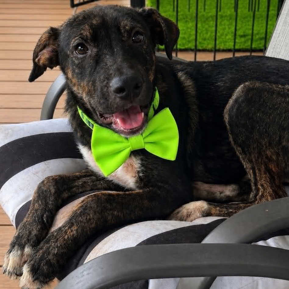 Bear, Adoptable, Puppy Male German Shepherd Dog.
