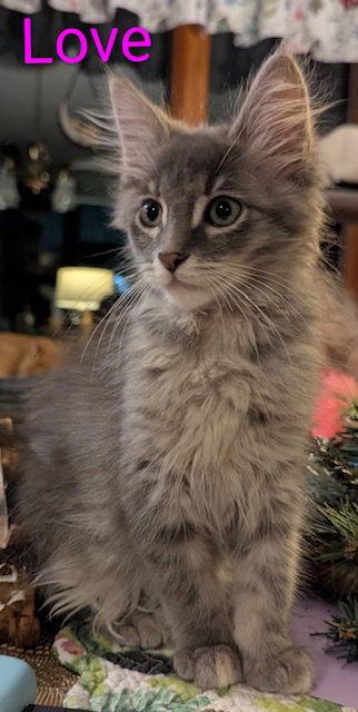 Love a lot, Adopted, Young Female Domestic Medium Hair.