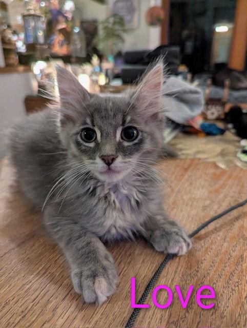 Love a lot, a Adopted Domestic Medium Hair in Rochester, NY image 2/2