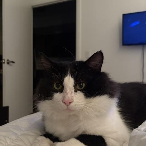 Enlarge Marcus - Adoption Pending, a Adopted mixed breed in Etobicoke, ON image 6/6