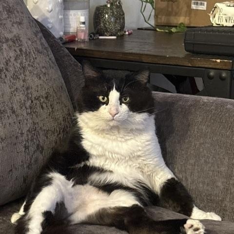 Enlarge Marcus - Adoption Pending, a Adopted mixed breed in Etobicoke, ON image 2/6