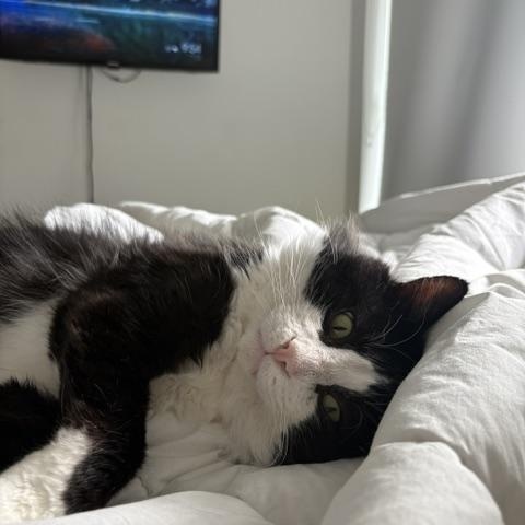 Marcus - Adoption Pending, Adopted, Adult Male Tuxedo.