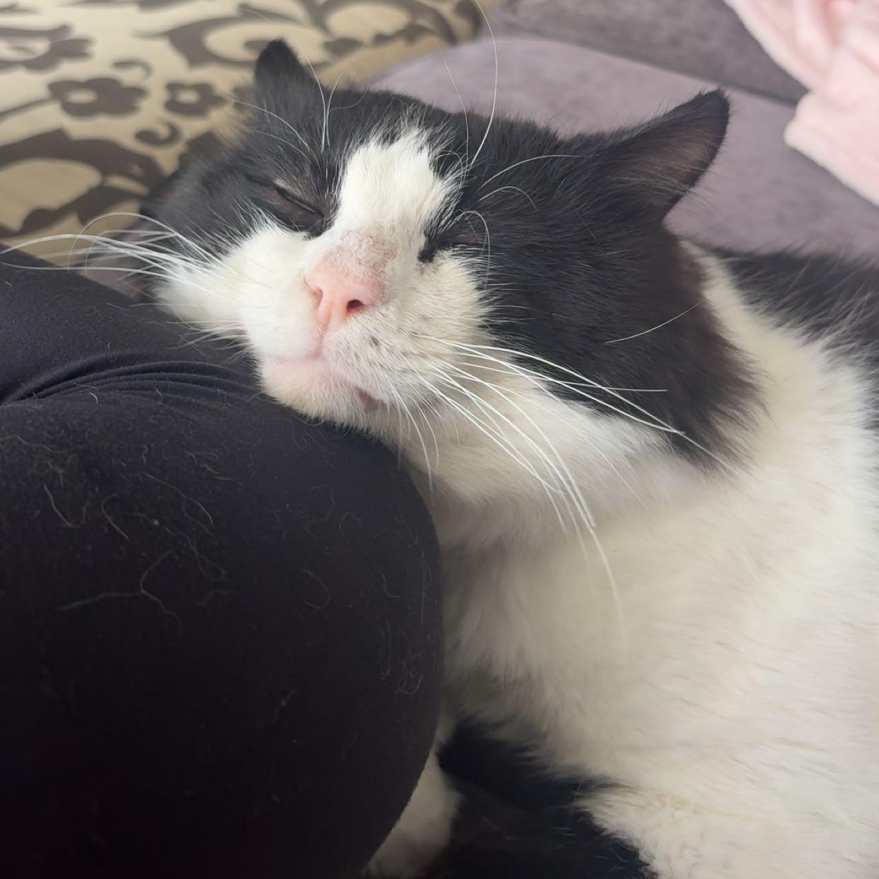 Enlarge Marcus - Adoption Pending, a Adopted mixed breed in Etobicoke, ON image 4/6