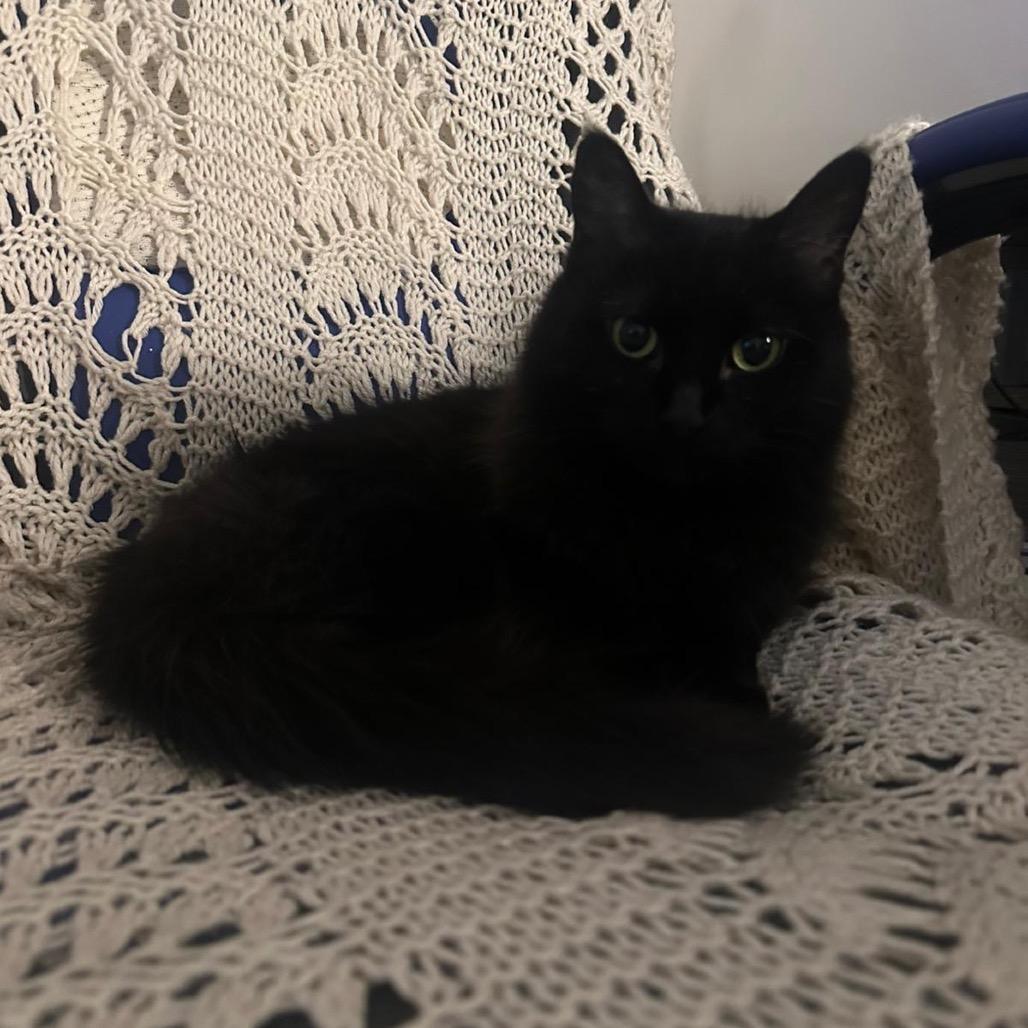 Fiona, Adoptable, Adult Female Domestic Medium Hair.