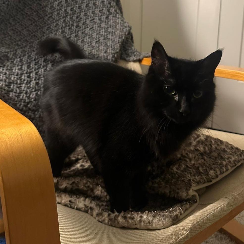 Fiona, a Adoptable Domestic Medium Hair in Puslinch, ON image 2/6