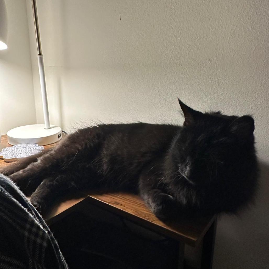 Fiona, a Adoptable Domestic Medium Hair in Puslinch, ON image 3/6