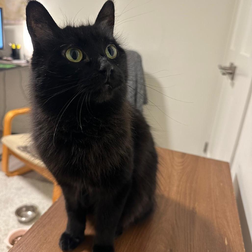 Fiona, a Adoptable Domestic Medium Hair in Puslinch, ON image 4/6