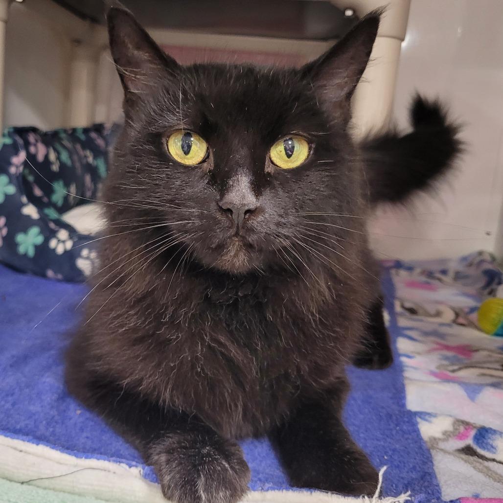 Fiona, a Adoptable Domestic Medium Hair in Puslinch, ON image 6/6