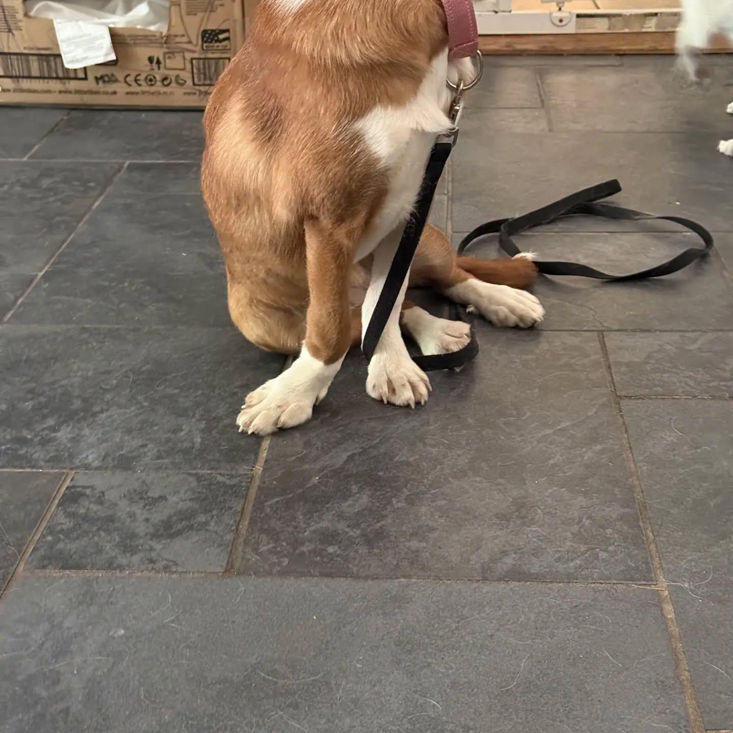 Gemma (SAD STORY alert), a Adoptable mixed breed in HANSON, MA image 3/5