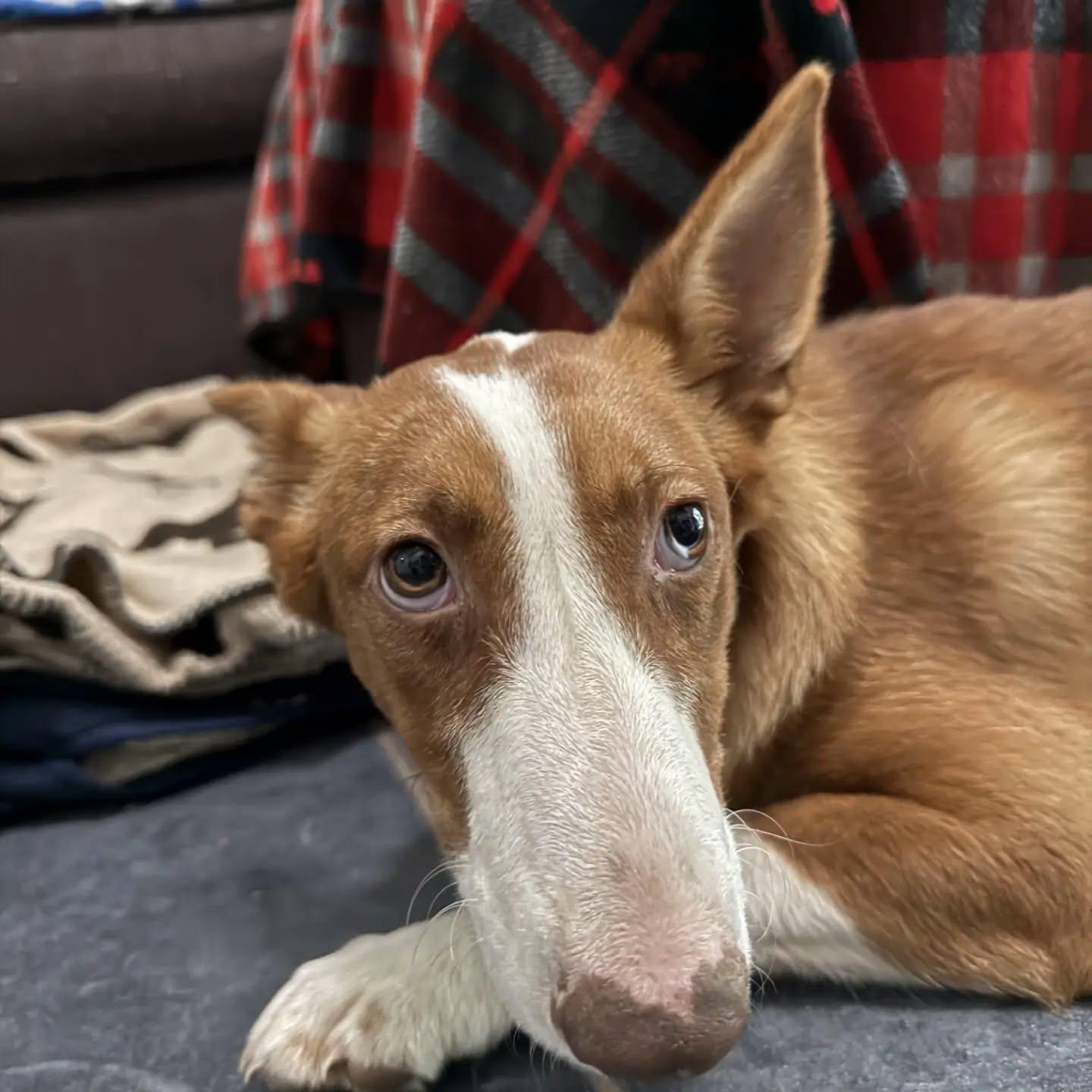 Gemma (SAD STORY alert), a Adoptable mixed breed in HANSON, MA image 4/5