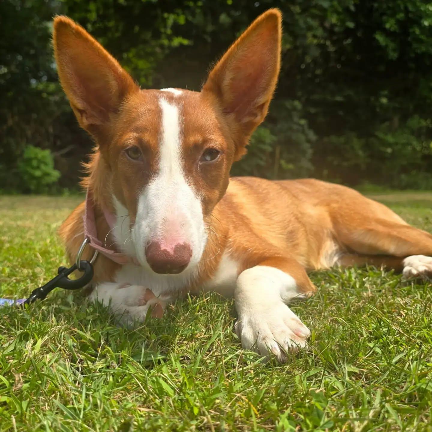 Gemma (SAD STORY alert), Adoptable, Young Female Portuguese Podengo & Greyhound.