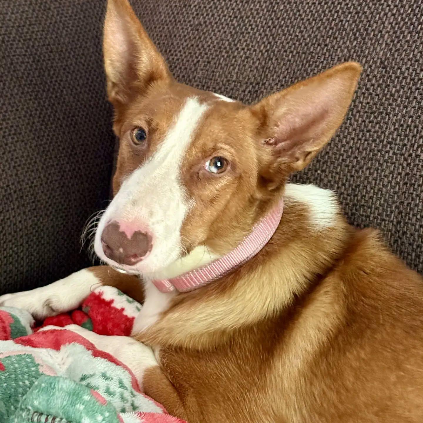 Gemma (SAD STORY alert), a Adoptable mixed breed in HANSON, MA image 2/5