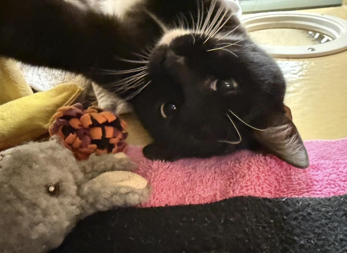 Bell , adopted, Young Male Domestic Short Hair.