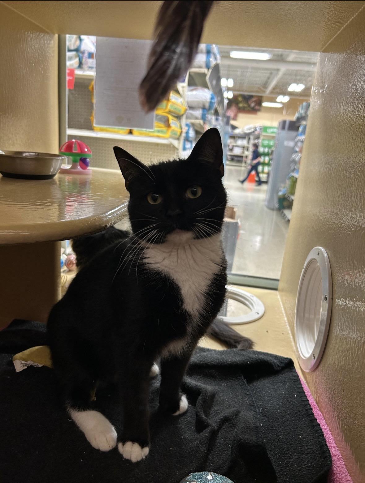 Enlarge Bell , an adopted Domestic Short Hair in Canton, MA image 4/4