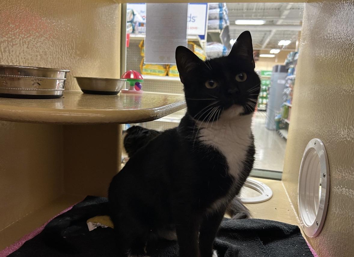 Enlarge Bell , an adopted Domestic Short Hair in Canton, MA image 2/4