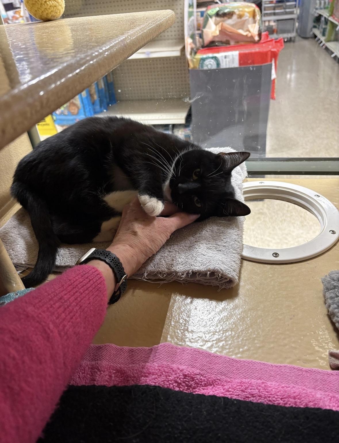 Enlarge Bell , an adopted Domestic Short Hair in Canton, MA image 3/4