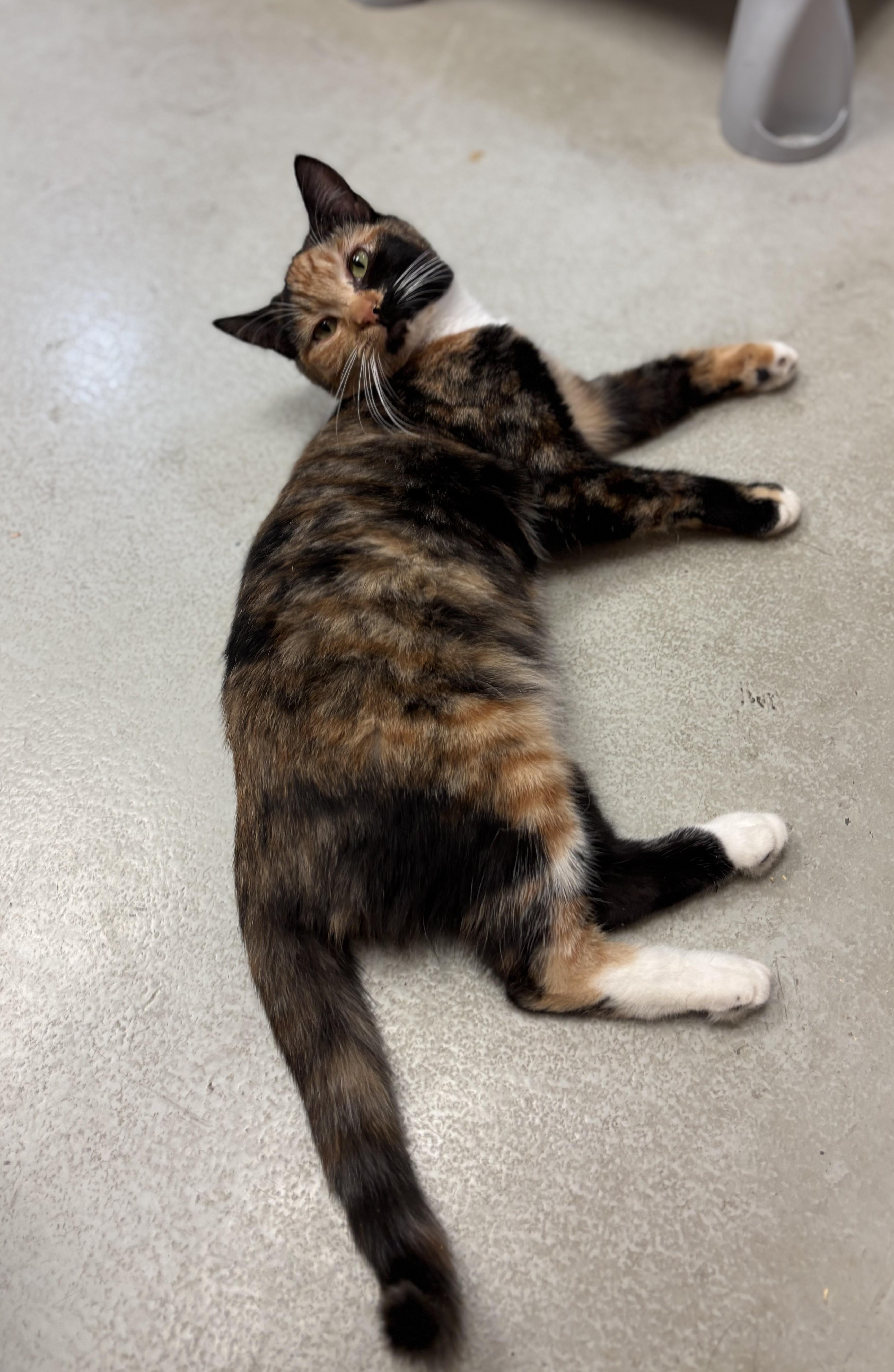 Grapefruit, a ADOPTABLE Domestic Short Hair in Quincy, WA image 2/4
