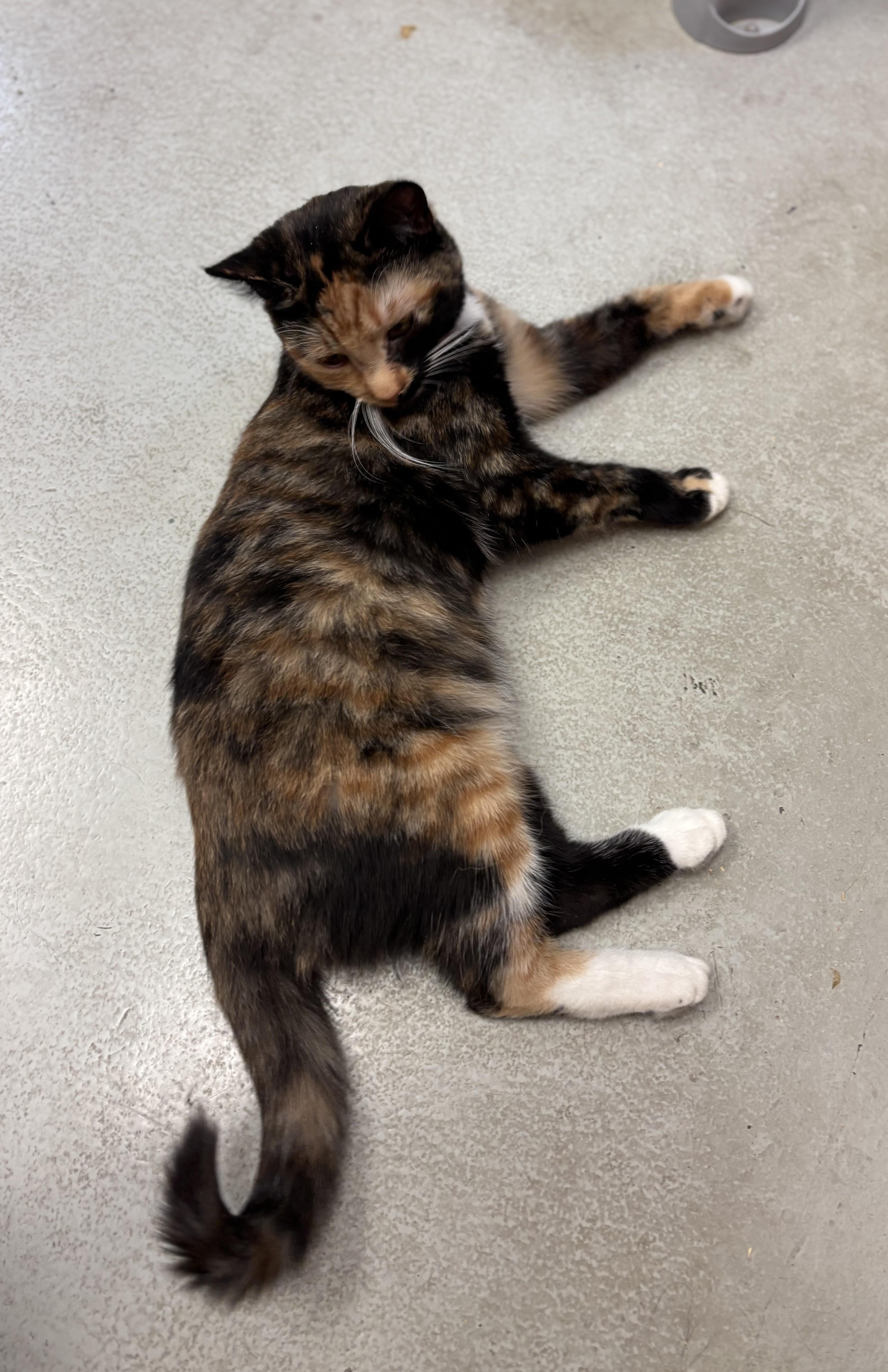 Grapefruit, a ADOPTABLE Domestic Short Hair in Quincy, WA image 3/4