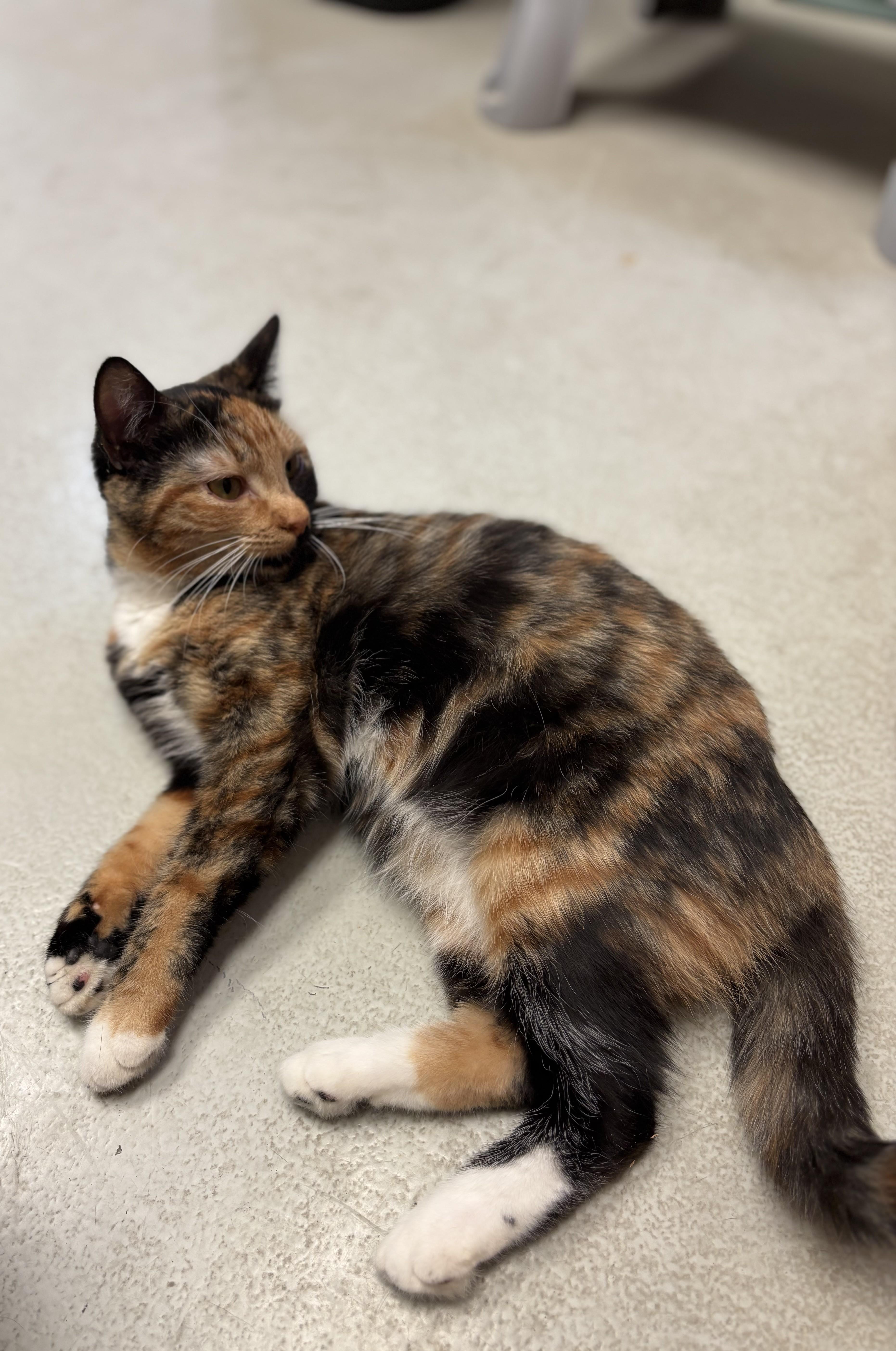 Grapefruit, ADOPTABLE, Adult Female Domestic Short Hair.