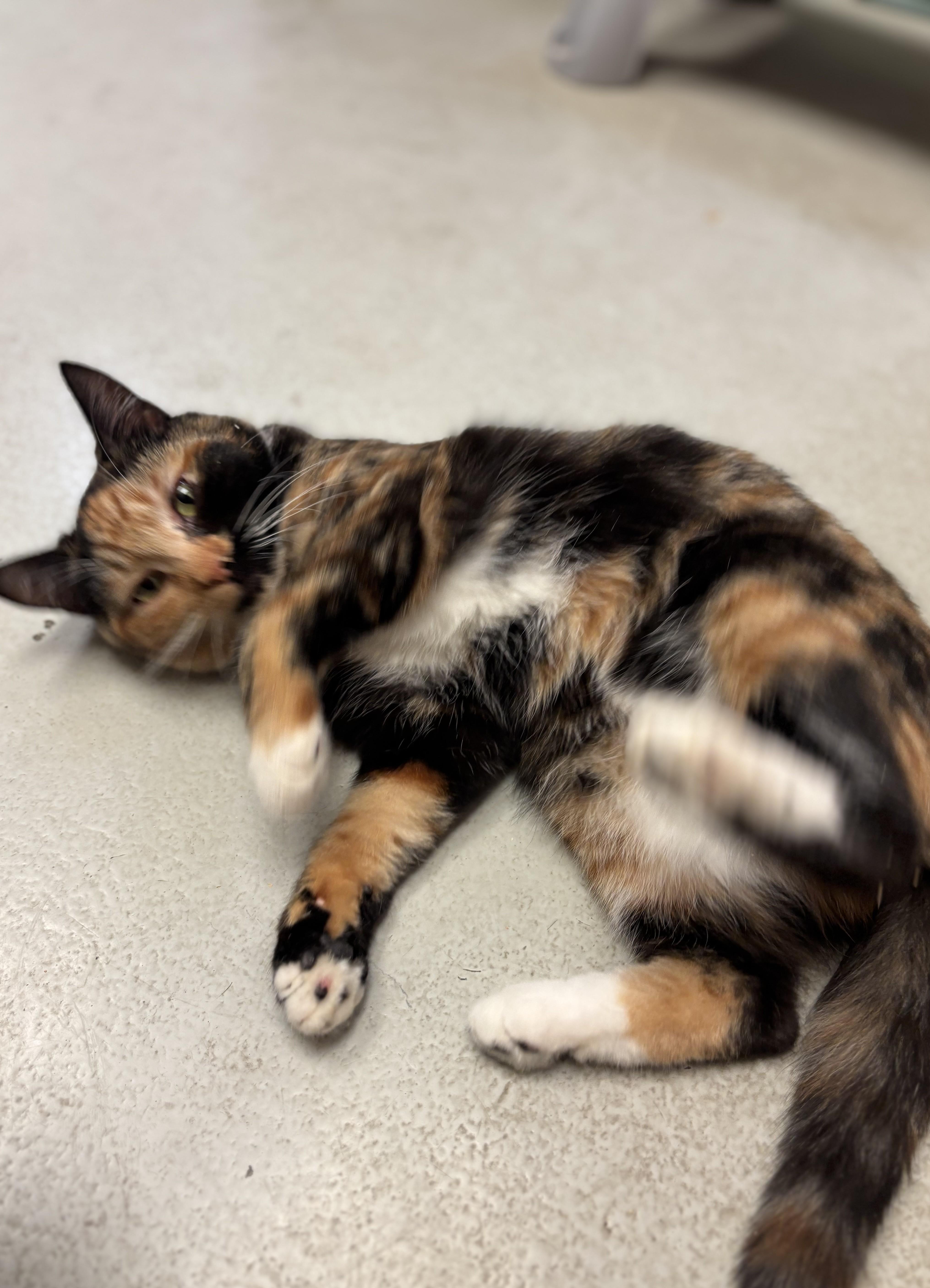 Grapefruit, a ADOPTABLE Domestic Short Hair in Quincy, WA image 4/4