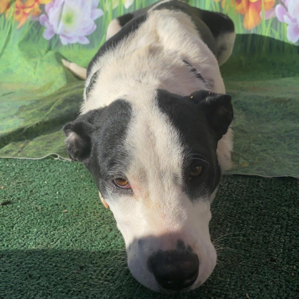 Larry2, Adoptable, Adult Male Australian Shepherd & Australian Cattle Dog / Blue Heeler.