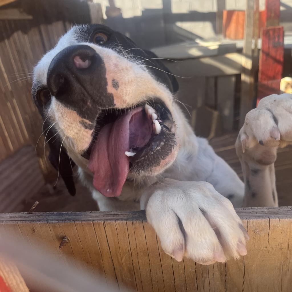 Larry2, a Adoptable mixed breed in Phoenix, AZ image 2/3
