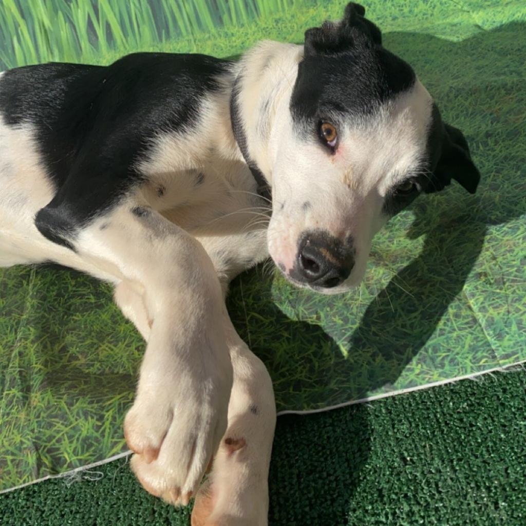 Larry2, a Adoptable mixed breed in Phoenix, AZ image 3/3