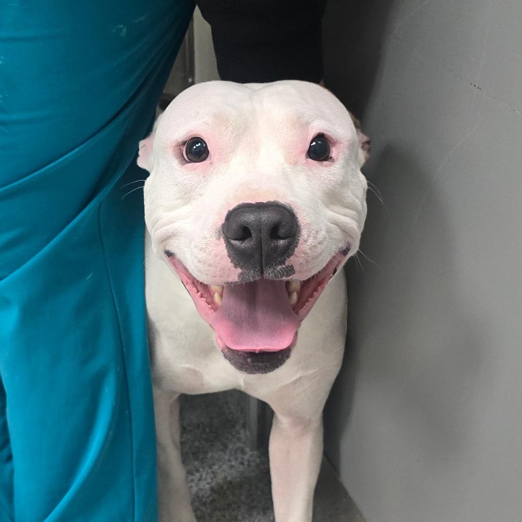 Enlarge Georgie, a Adoptable American Staffordshire Terrier in Grand Rapids, MI image 1/1