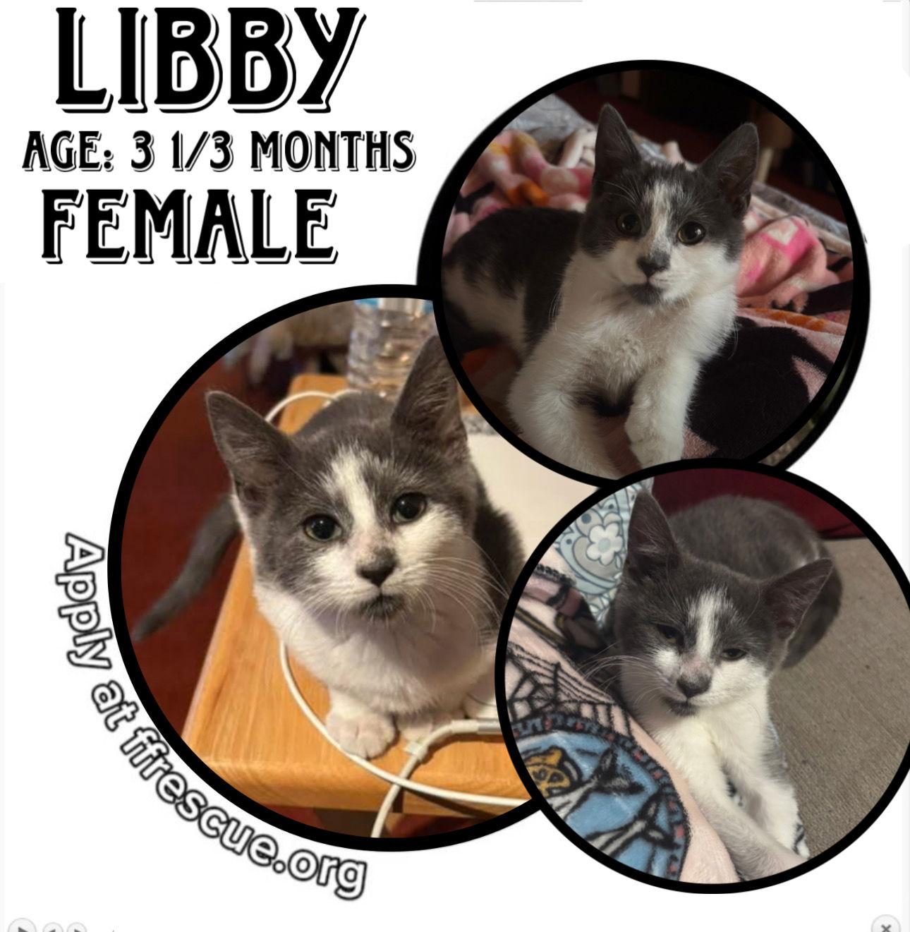 Enlarge Libby, a Adoptable Domestic Short Hair in Woodbury, NJ image 1/2