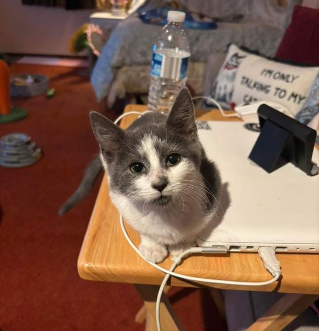 Enlarge Libby, a Adoptable Domestic Short Hair in Woodbury, NJ image 2/2