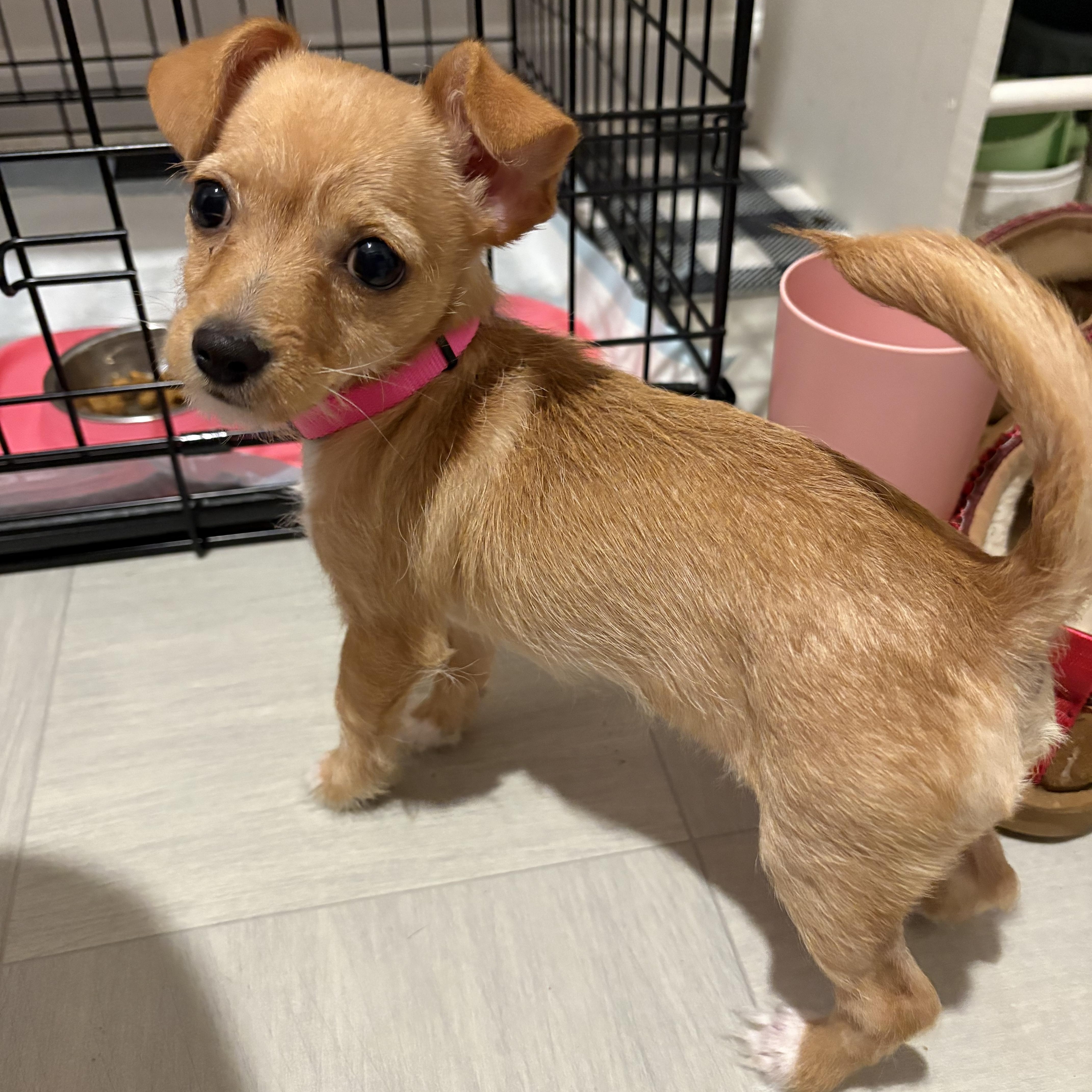 Enlarge Corabelle, a Adopted mixed breed in Ayden, NC image 4/6