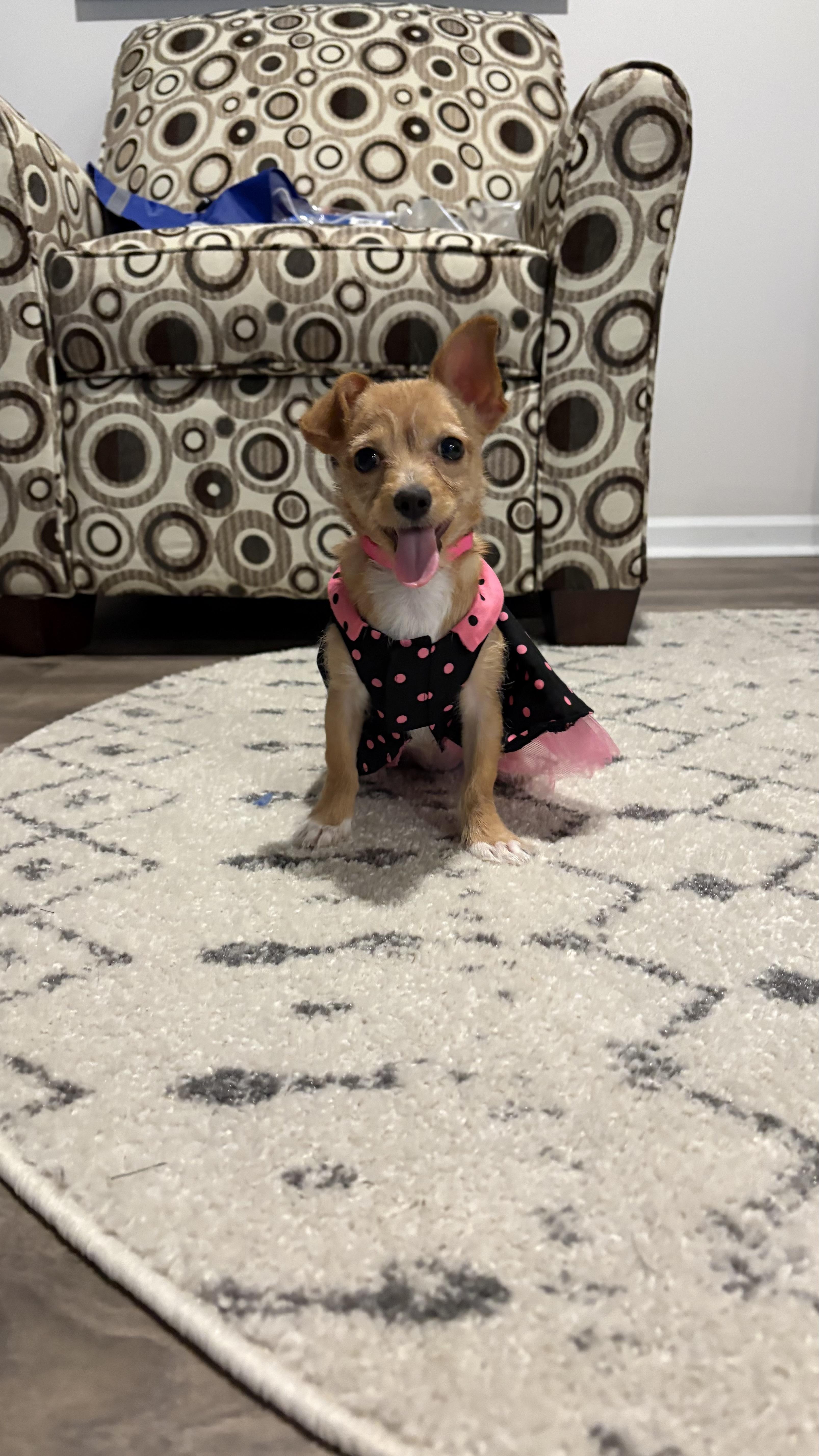 Corabelle, Adopted, Puppy Female Chihuahua & Yorkshire Terrier.