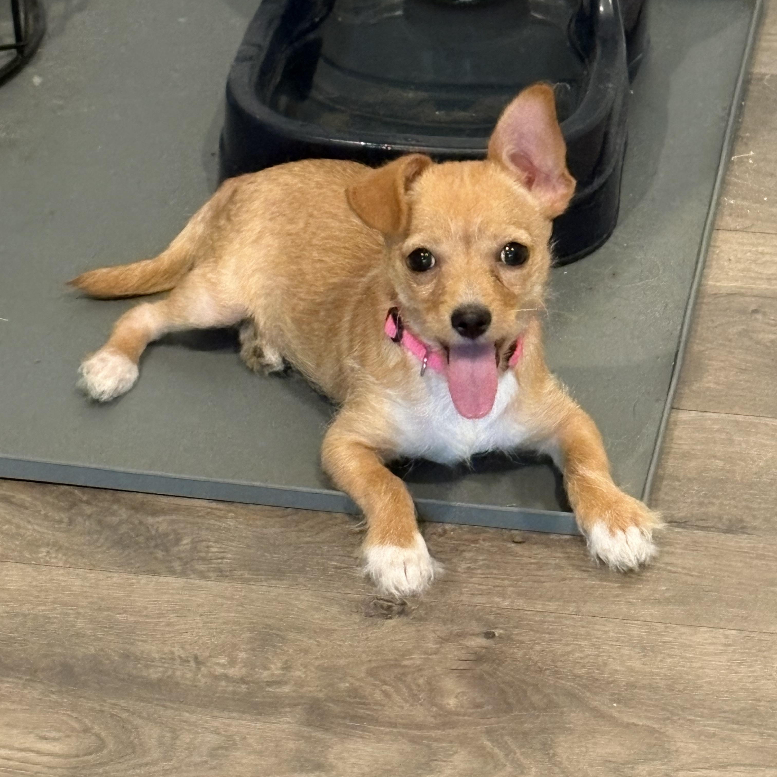 Enlarge Corabelle, a Adopted mixed breed in Ayden, NC image 2/6
