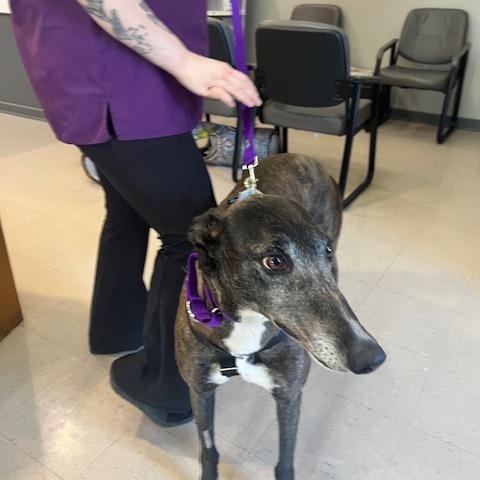 Zuri, ADOPTABLE, Adult Female Greyhound.