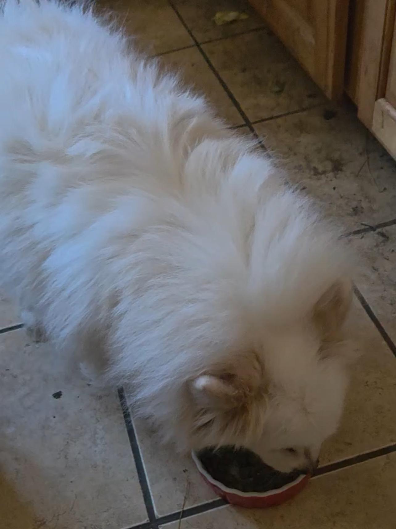 Khaleesi, a Adopted American Eskimo Dog in Palm Desert, CA image 3/3