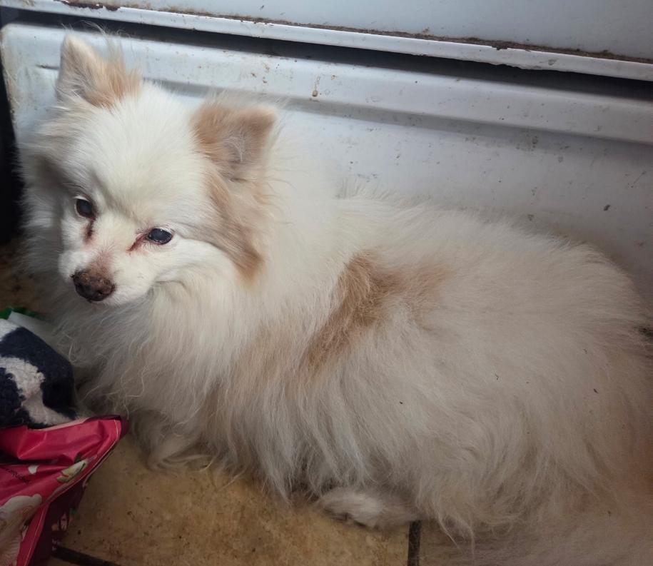 Khaleesi, a Adopted American Eskimo Dog in Palm Desert, CA image 2/3