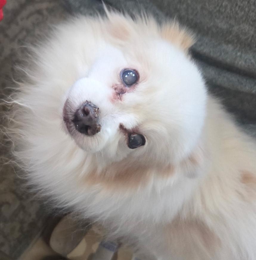 Khaleesi, Adopted, Senior Female American Eskimo Dog.