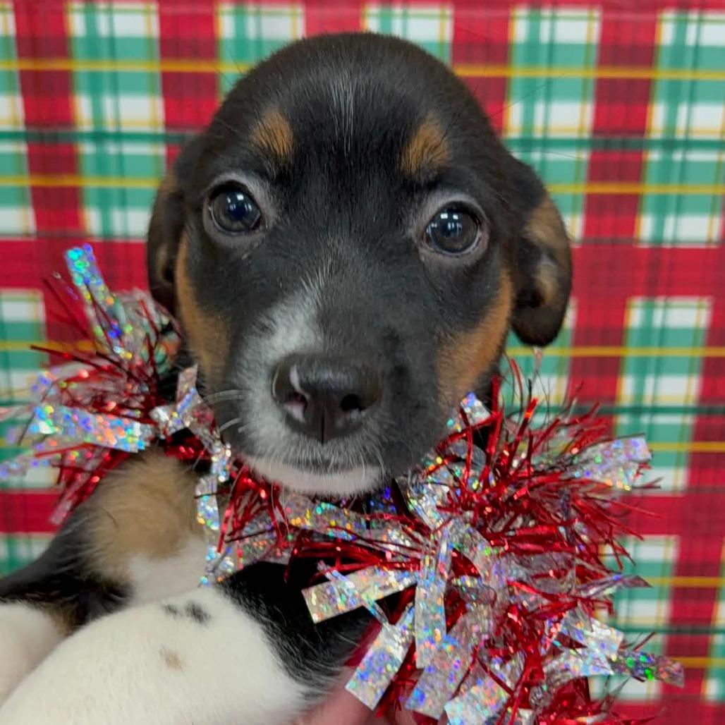 CT Bobsled, a Adoptable mixed breed in Eastford, CT image 3/6