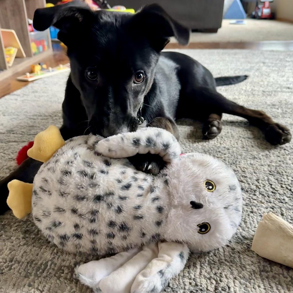 Nighthawk, Adoptable, Young Male Mixed Breed.