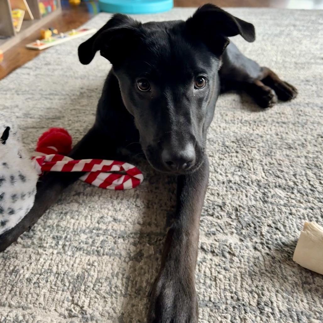 Enlarge Nighthawk, a Adoptable Mixed Breed in Buffalo, MN image 2/6