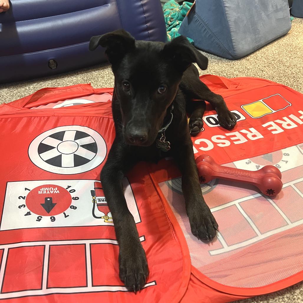 Enlarge Nighthawk, a Adoptable Mixed Breed in Buffalo, MN image 3/6
