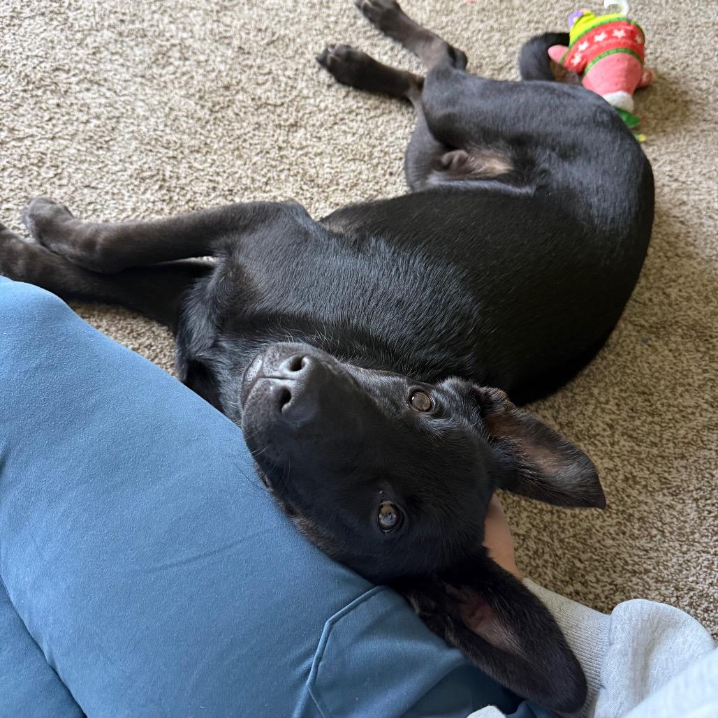 Enlarge Nighthawk, a Adoptable Mixed Breed in Buffalo, MN image 4/6