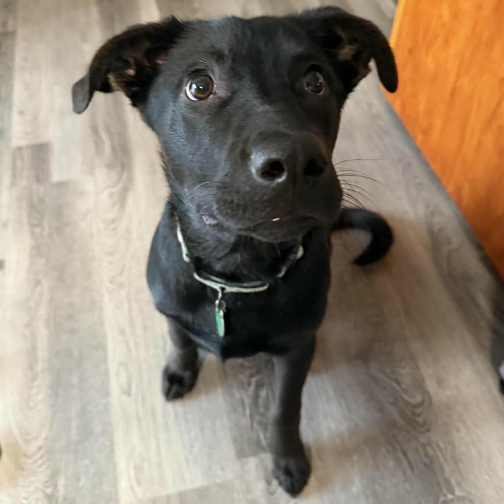 Enlarge Nighthawk, a Adoptable Mixed Breed in Buffalo, MN image 5/6