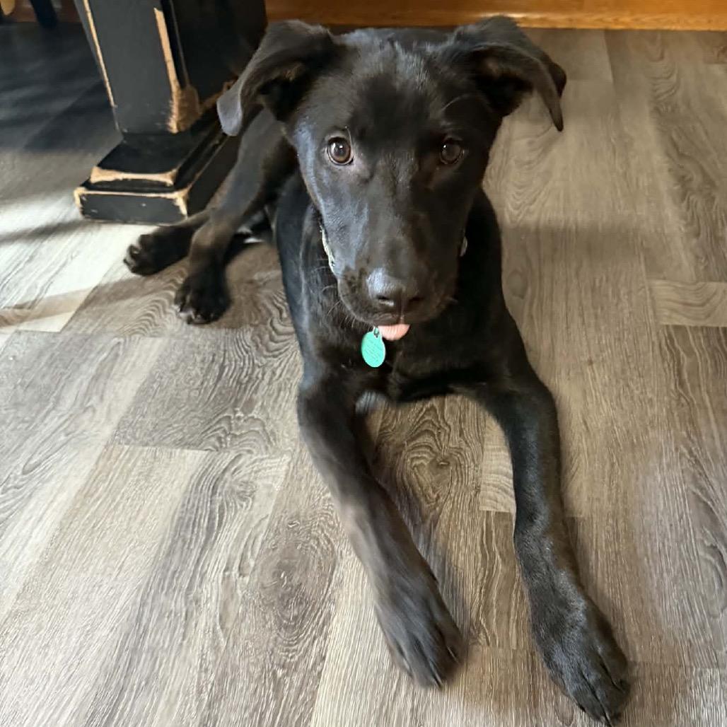 Enlarge Nighthawk, a Adoptable Mixed Breed in Buffalo, MN image 6/6