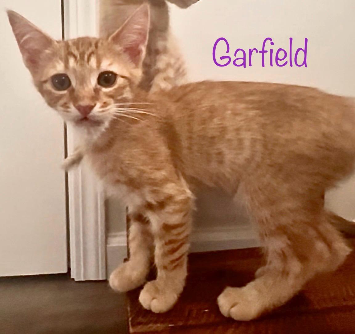 Garfield, Adoptable, Kitten Male Domestic Short Hair.