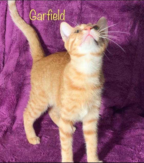 Garfield, a Adoptable Domestic Short Hair in Dixon, CA image 2/5