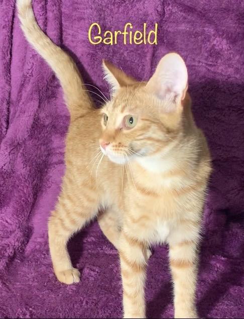Garfield, Adoptable, Young Male Domestic Short Hair.